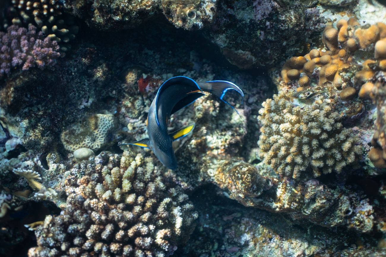 A colourful tropical coral reef in clear, shallow water