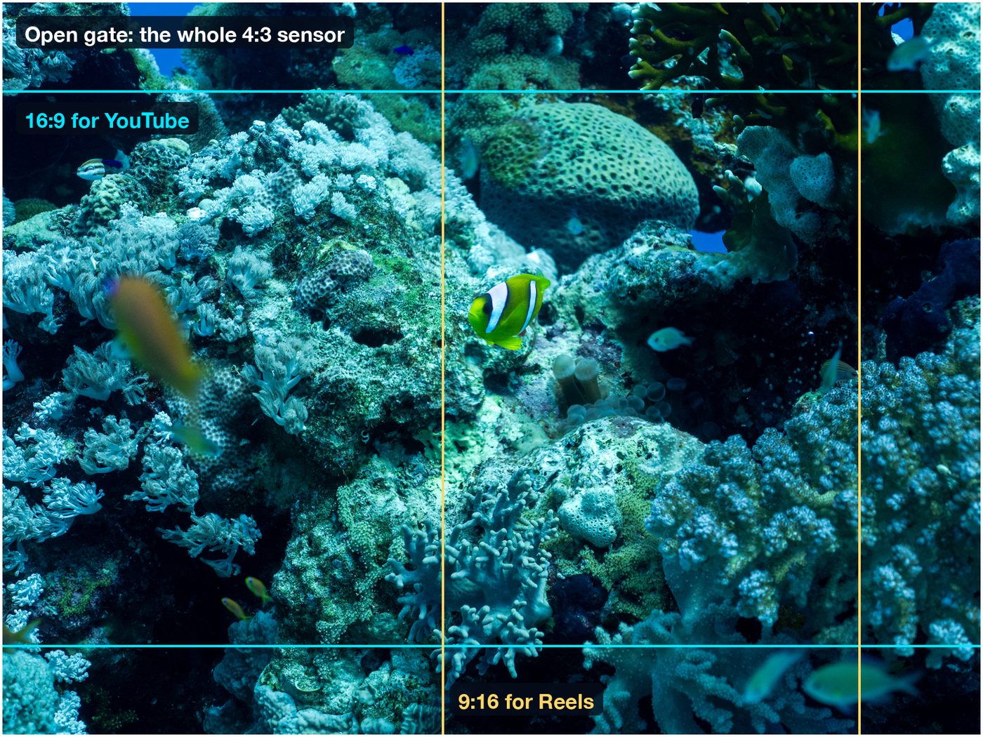 A coral reef photo with frames marked on it: the full 4:3 open gate frame, a 16:9 crop for YouTube and a 9:16 crop for Reels