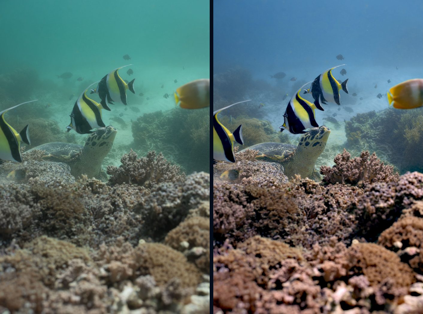 A reef with a turtle and bannerfish, green-blue before correction on the left and natural colour after True Colour on the right